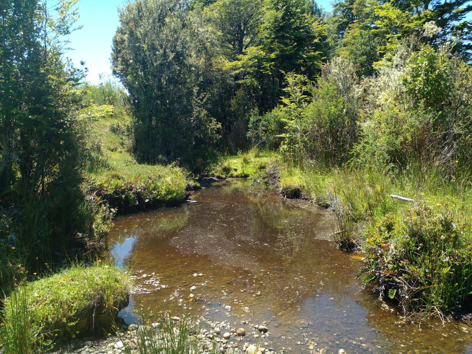Loteo Chiloé · 10 parcelas de 5.000 m² entre Ancud y Castro
